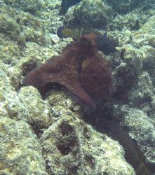I just love watching octopi and the way they can mimic th... by Shawn Holm 